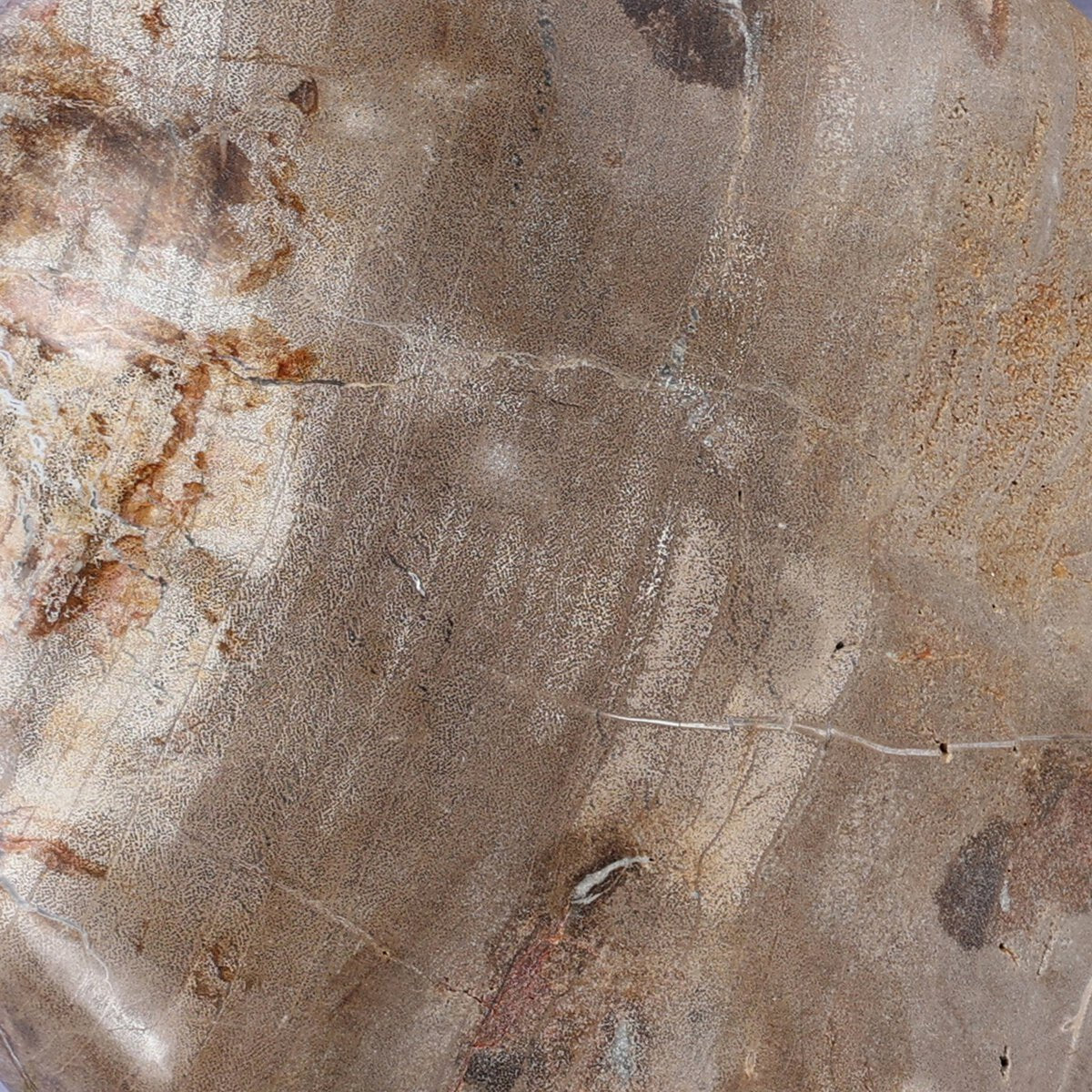 Petrified Wood Organic Sculpture, Set Of 3 - Kings Fine Art & Decor