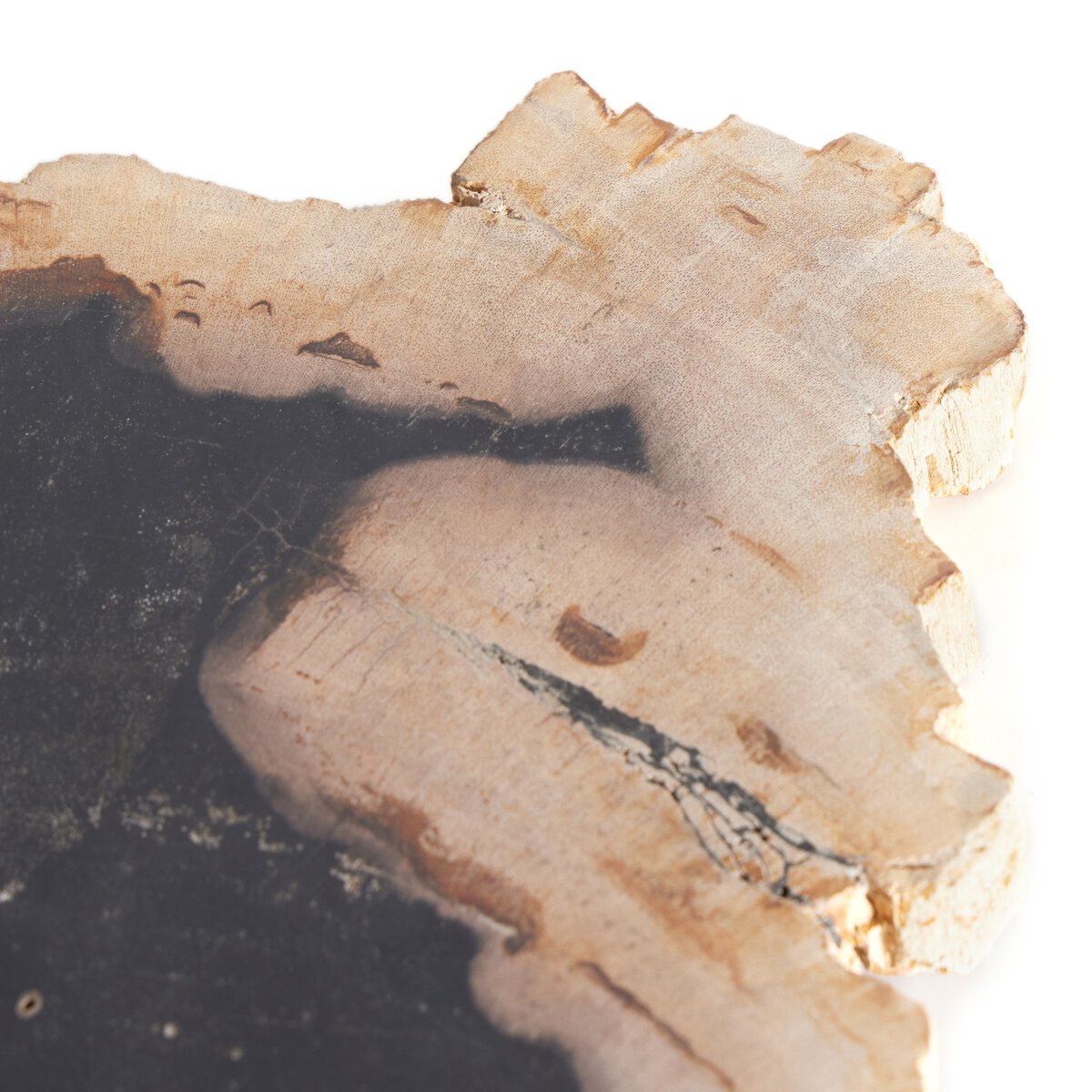 Petrified Wood Slab - Kings Fine Art & Decor