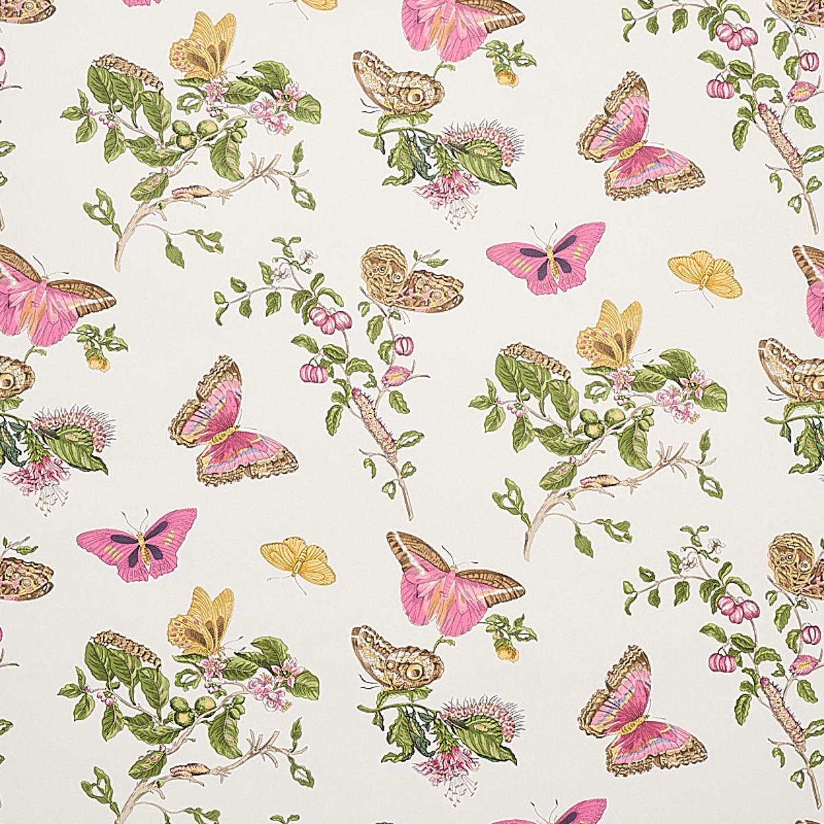 baudin-butterfly-5010690