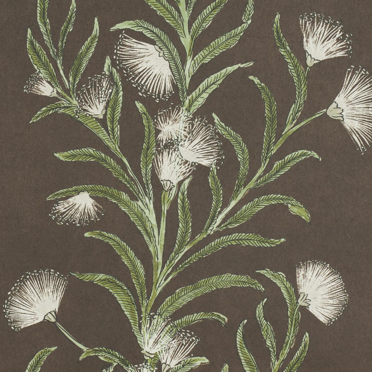 tasmanian-mimosa-5015361-2