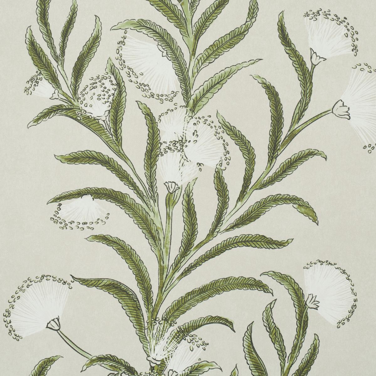 tasmanian-mimosa-5015362-2