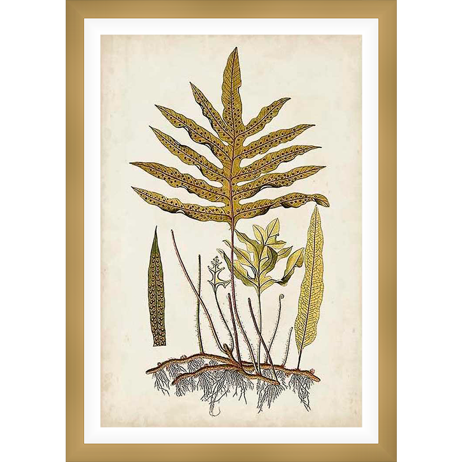 This vintage botanical illustration showcases a detailed depiction of a fern, featuring intricate leaf structures and root systems. The artwork exudes a natural, scientific aesthetic, perfect for adding a touch of botanical charm to any space.