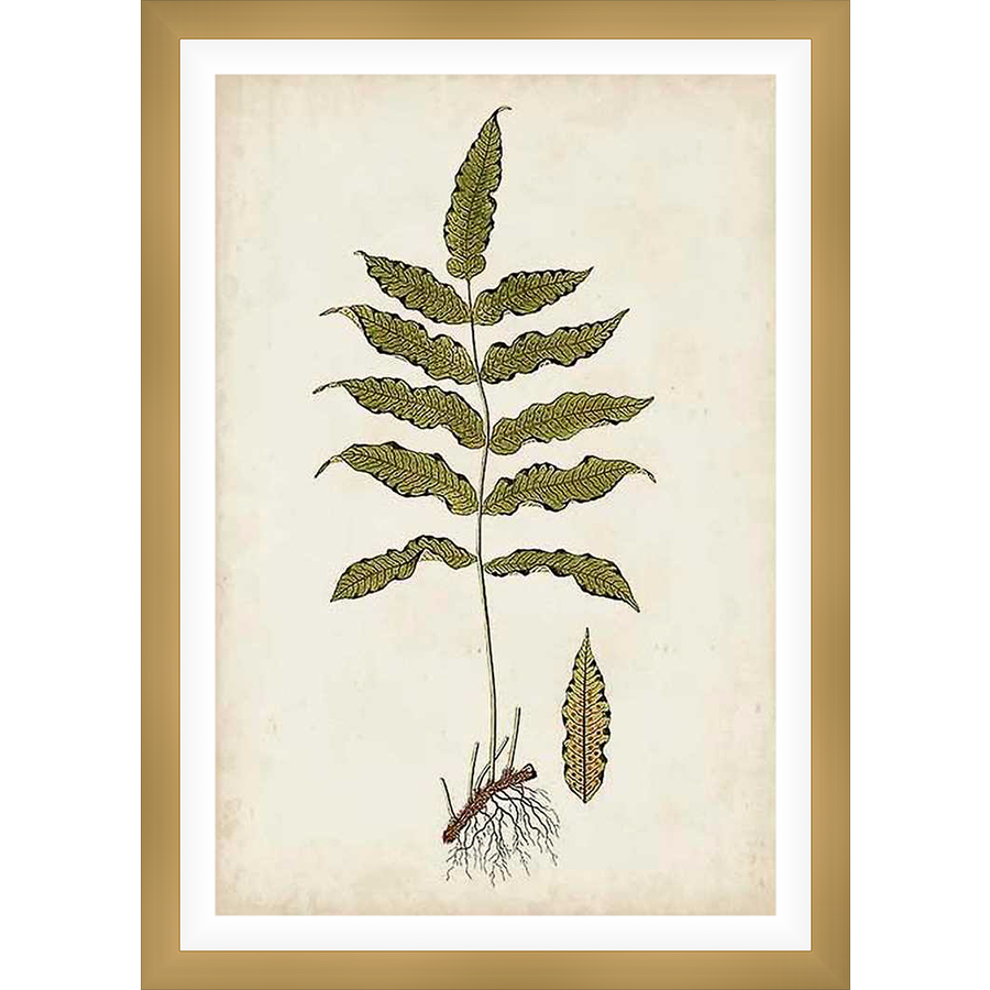 This botanical illustration depicts a detailed drawing of a fern frond, showcasing the plant's intricate structure from its roots to the delicate leaves. Printed on aged paper, the artwork has a vintage appeal, making it a great addition to any botanical-themed decor.
