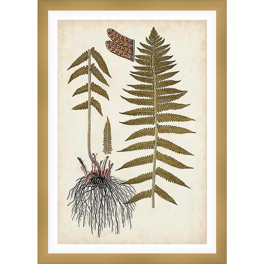 This botanical print features a detailed illustration of a fern plant, showcasing its intricate fronds, roots, and reproductive structures. The artwork has a vintage aesthetic.