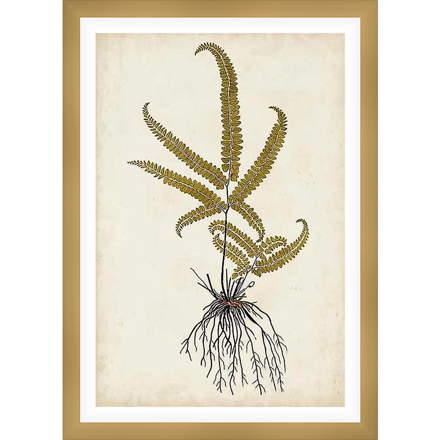 A botanical illustration of a fern features detailed fronds, a central stem, and intricate root structure. Perfect for adding a touch of nature to any space.