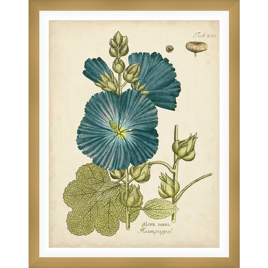 A vintage botanical illustration of Alcea rosea, also known as Hollyhock, showcases detailed depictions of the flower, buds, and leaves against a cream background. This high-quality print evokes a sense of classic elegance and natural beauty.