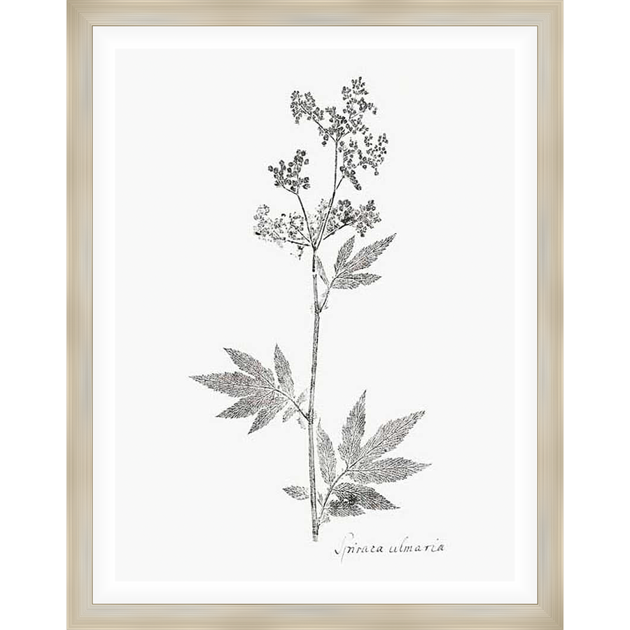 This elegant botanical print showcases a detailed illustration of Filipendula ulmaria, also known as meadowsweet. The artwork features the delicate structure of the plant, rendered in a timeless black and white style, adding a touch of natural beauty to any interior.