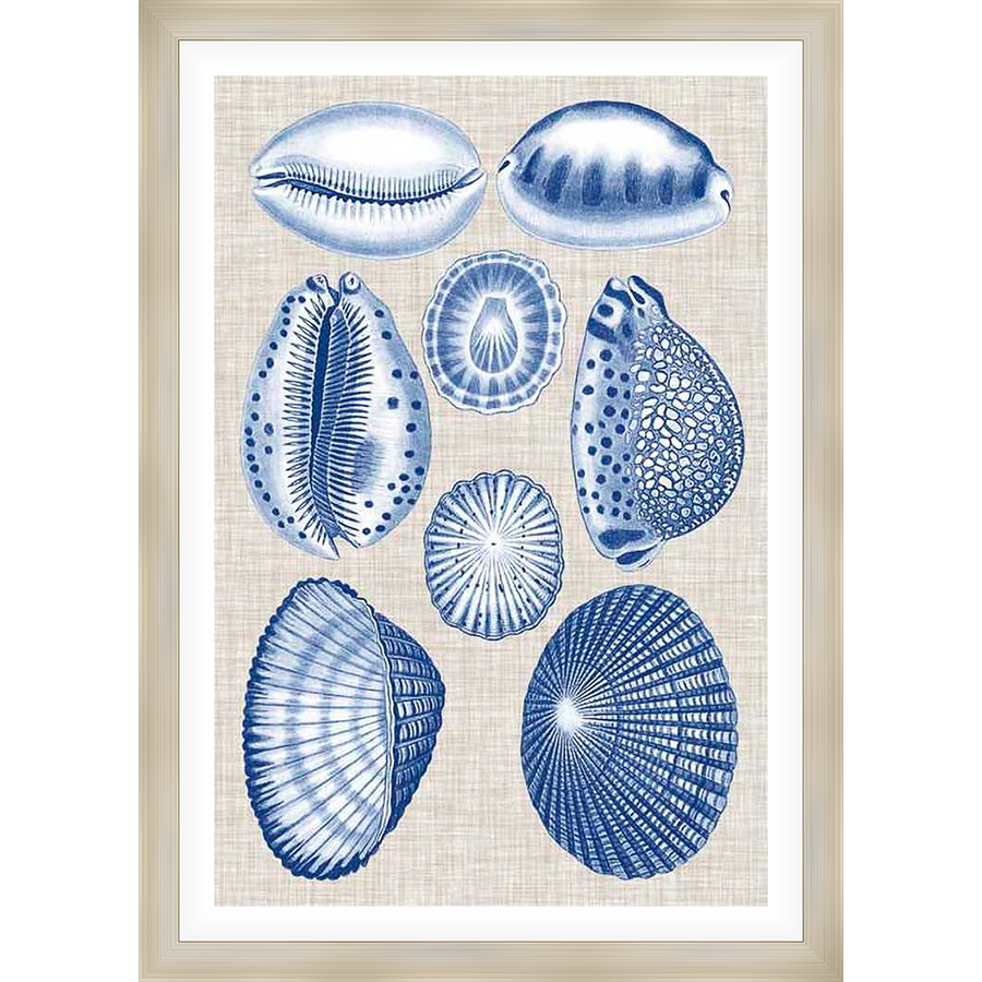 This framed artwork showcases a collection of beautifully illustrated seashells in a classic blue and white color palette. The detailed renderings of various shell shapes and textures add a touch of coastal charm to any space, making it a perfect addition to your home decor.
