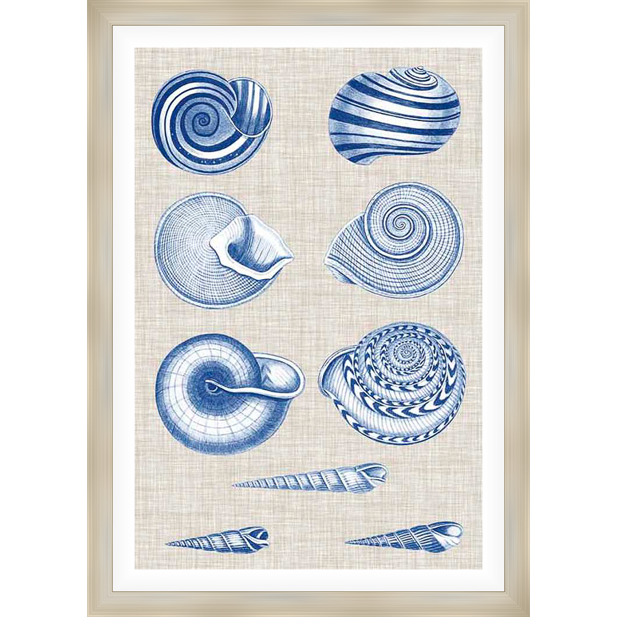 Showcasing an array of intricately detailed seashell illustrations in various shapes and sizes, this artwork adds a touch of coastal elegance to any space.
