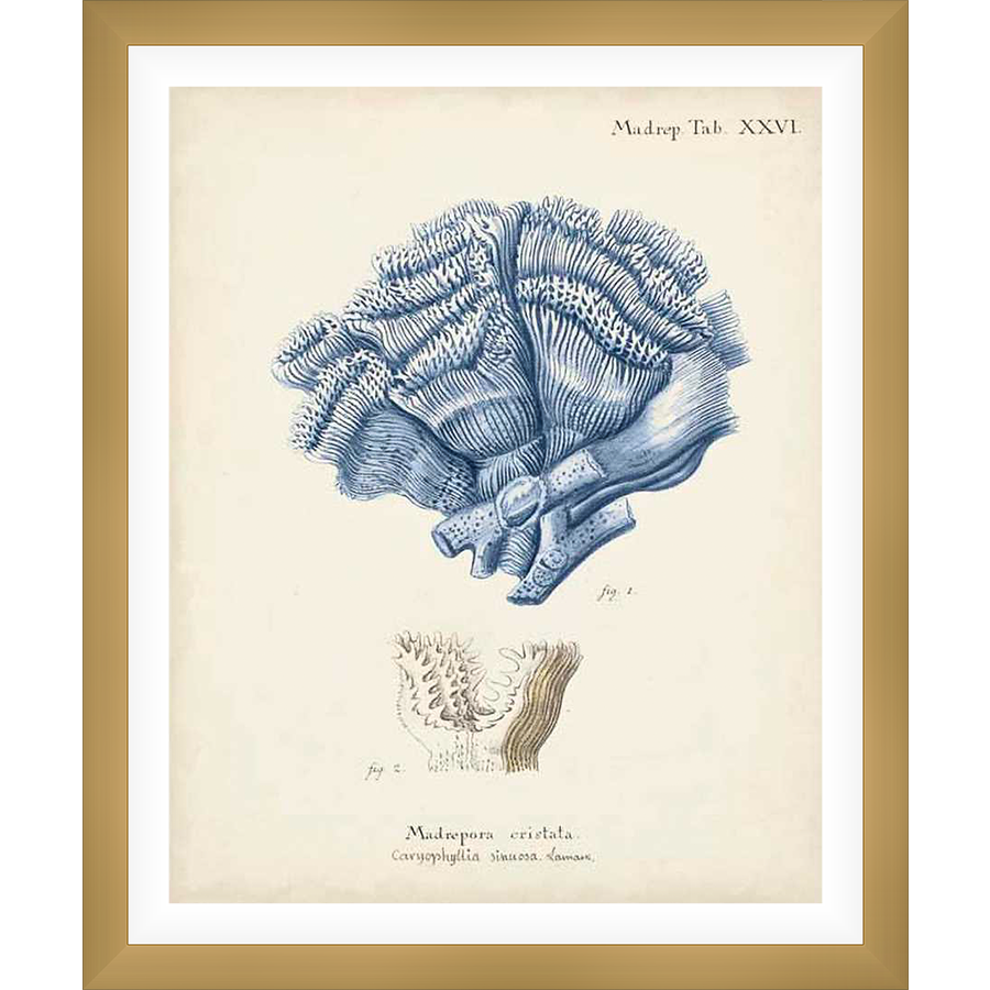 A vintage illustration of a Madrepore coral, meticulously rendered in a classic scientific style, captures the intricate details of the marine organism. This print is a perfect addition to any home decor, offering a touch of natural history and vintage charm.