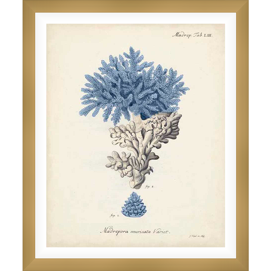 This art print showcases a vintage botanical illustration of coral, featuring detailed depictions of various coral species and a scientific illustration style. The artwork is a sophisticated addition to any home, perfect for those who appreciate the beauty of nature and the charm of classic art.