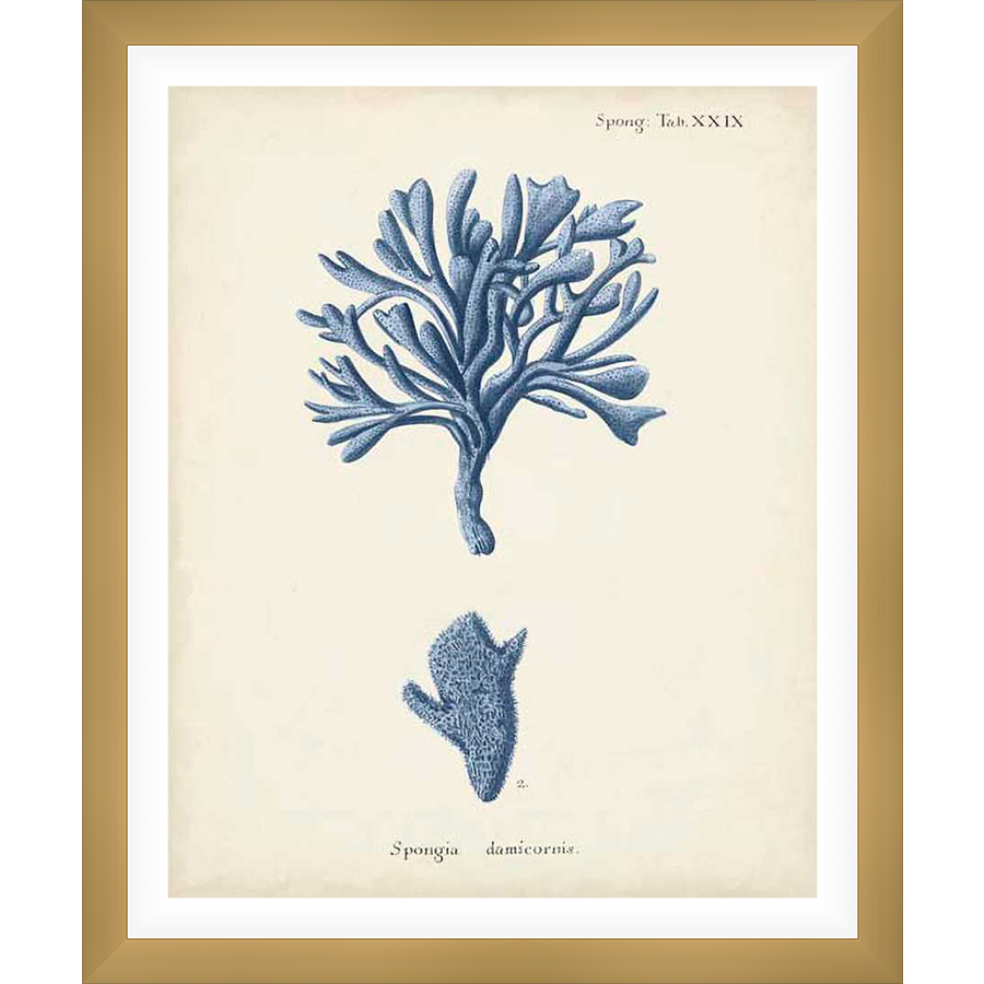 A vintage botanical print showcases intricate illustrations of sea sponges. This artwork, drawn in a classic style, highlights the delicate structures and forms of marine life.