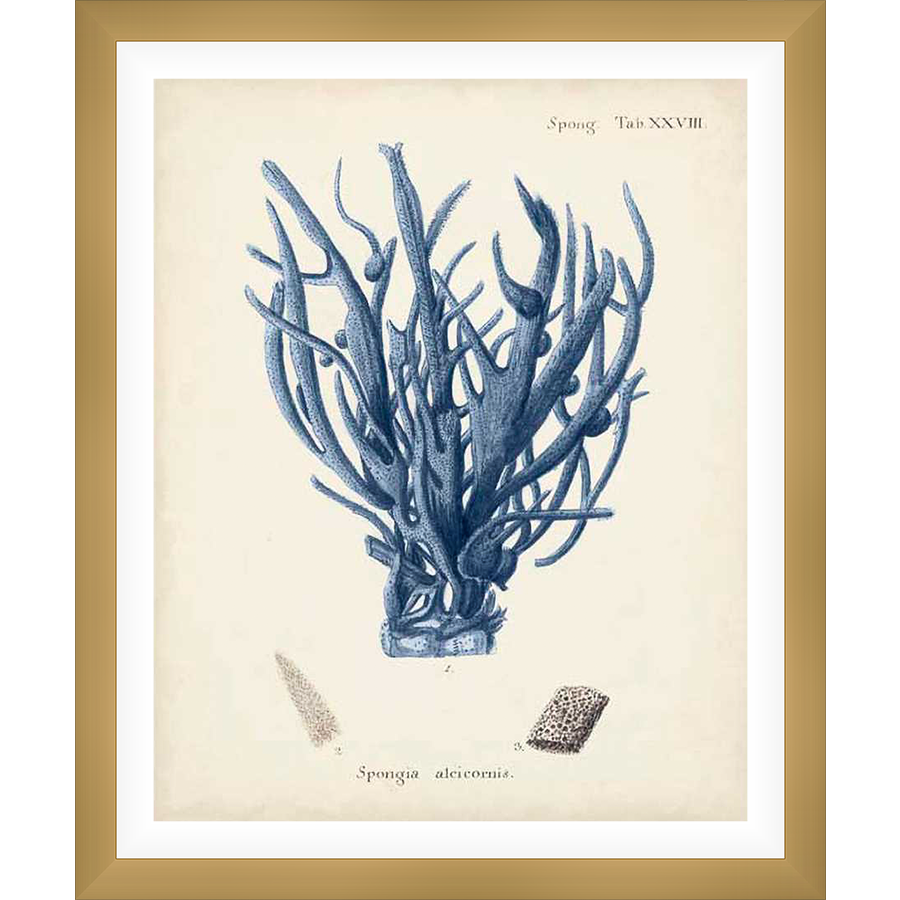 A botanical illustration showcases a detailed rendering of a sea sponge, meticulously drawn and labeled. This vintage print celebrates the beauty of nature with its intricate details and elegant design, suitable for adding a touch of coastal charm to any space.