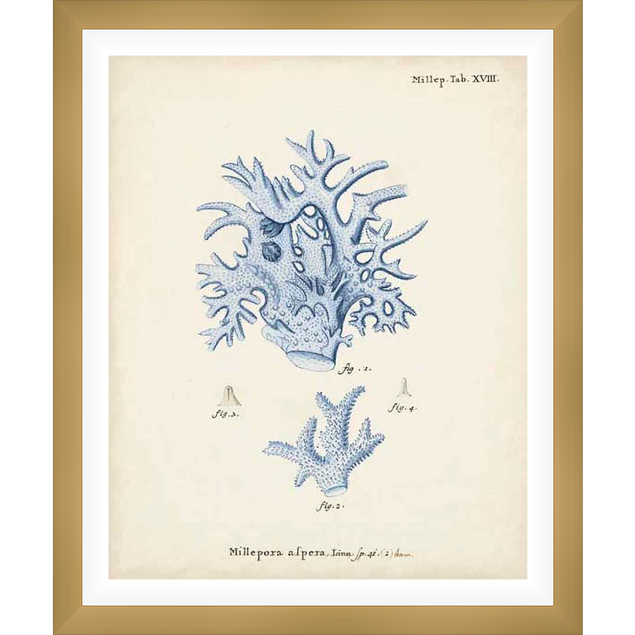 A vintage scientific illustration showcasing detailed drawings of coral formations. This art print features intricate details and delicate linework, perfect for adding a touch of natural beauty to any space.
