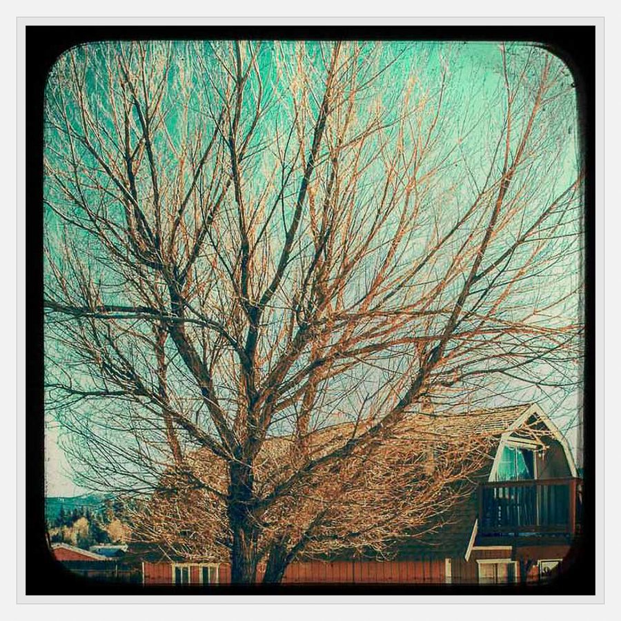Capture the tranquility of nature with this stunning photographic print. The artwork features a large, bare tree set against a serene, teal-toned sky, with hints of a rustic barn in the background. The muted colors and artistic treatment evoke a sense of peace and introspection, making it a perfect addition to any space seeking a touch of nature's elegance.