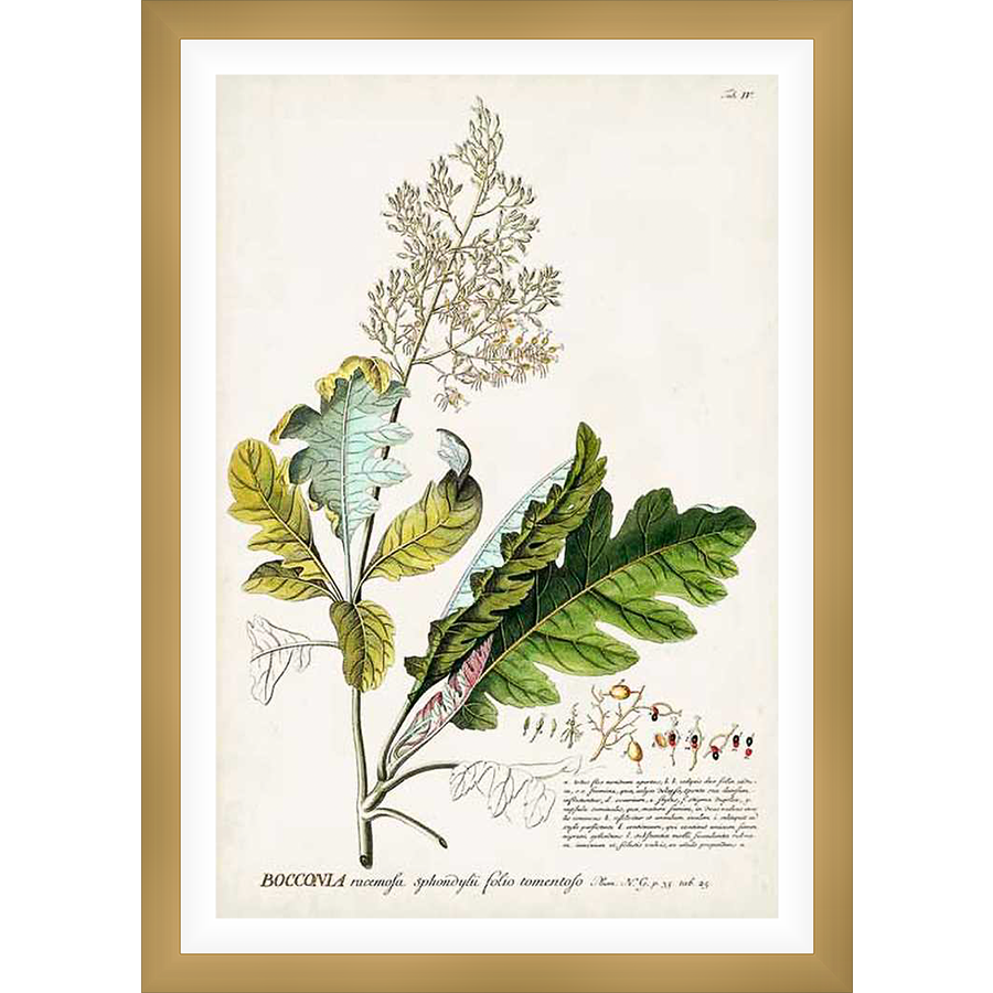 A botanical illustration of Bocconia racemosa features detailed drawings of leaves, flowers, and seeds, with scientific annotations adding authenticity. This artwork is perfect for nature lovers or anyone seeking elegant, educational art.