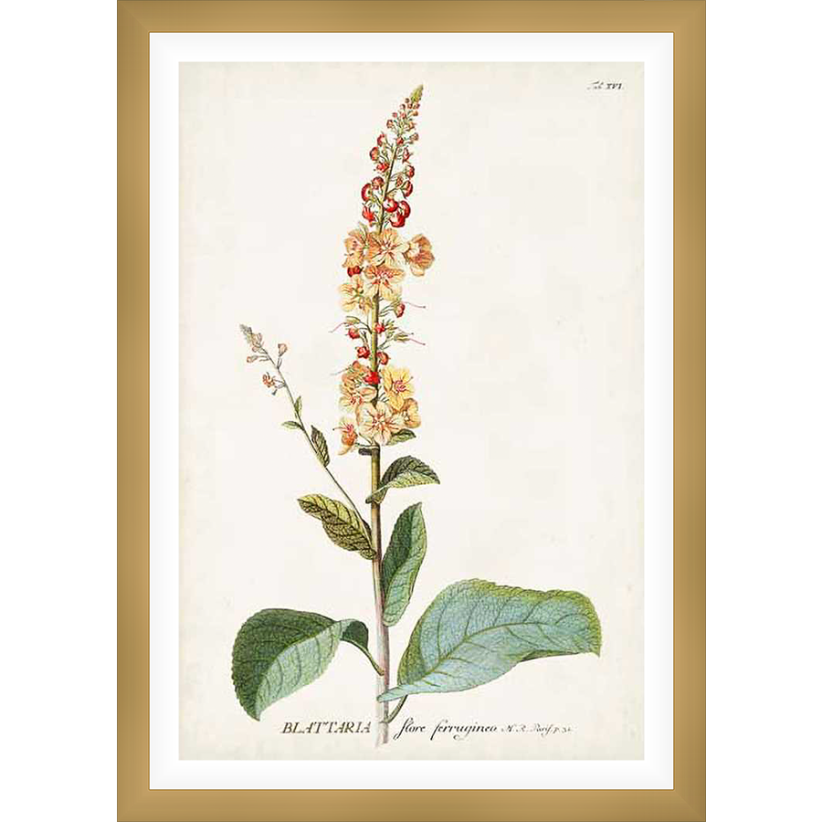 An exquisite botanical illustration of a Blatteria plant, featuring a tall stalk adorned with delicate yellow and red blossoms, and broad green leaves. This print captures the intricate beauty of nature, perfect for enhancing any space.