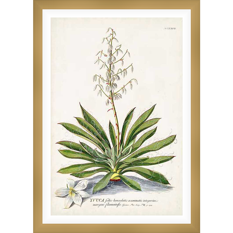 This botanical print features a detailed illustration of a yucca plant with long, slender leaves, a tall flower stalk, and a delicate, single bloom. The artwork showcases the plant's elegant form, highlighting its natural beauty with a scientific touch.