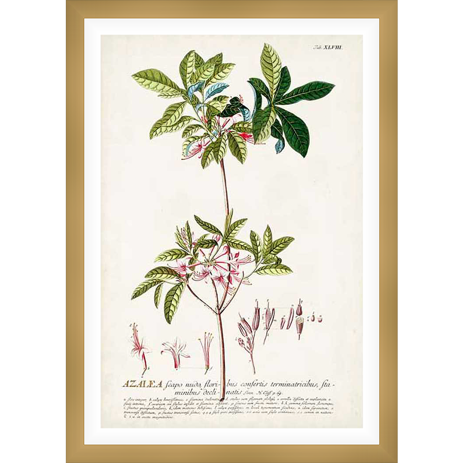 A botanical illustration showcasing the delicate beauty of an Azalea plant, meticulously rendered with detailed leaves, delicate flowers, and scientific annotations. This artwork captures the essence of nature's elegance, perfect for botanical enthusiasts and art collectors alike.