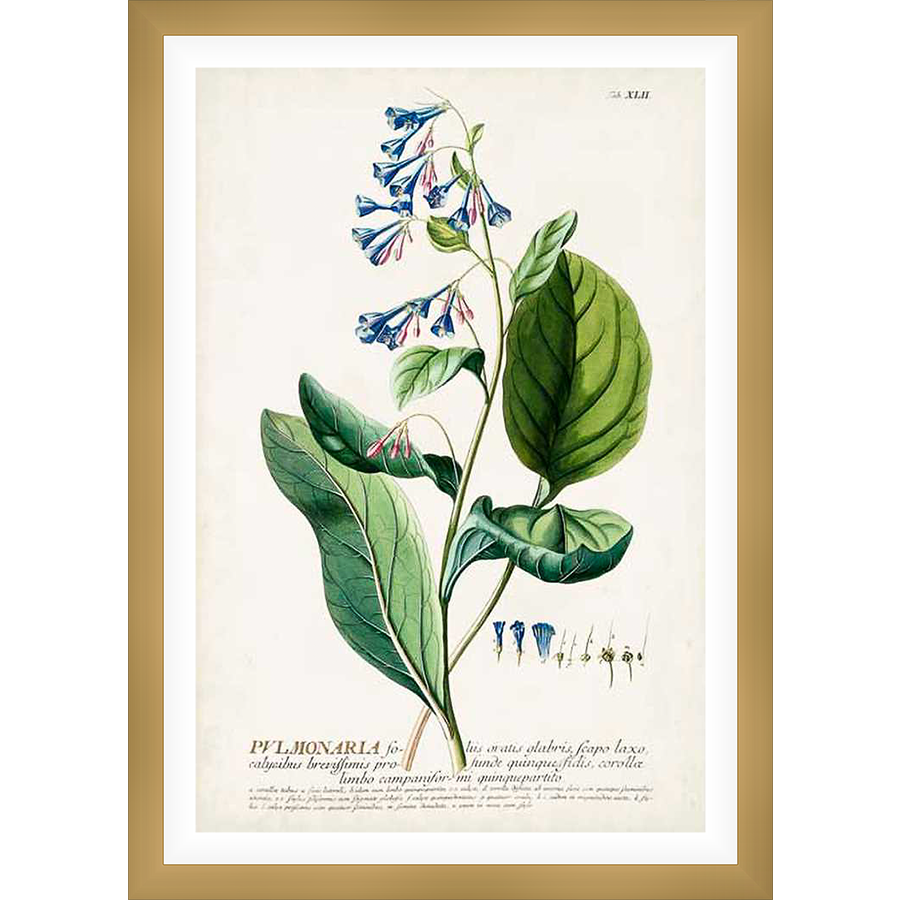 A vintage botanical illustration showcases a detailed rendering of a flowering plant, featuring bell-shaped blue blossoms with a hint of pink, lush green leaves, and a slender stem, all set against a creamy background with scientific text.