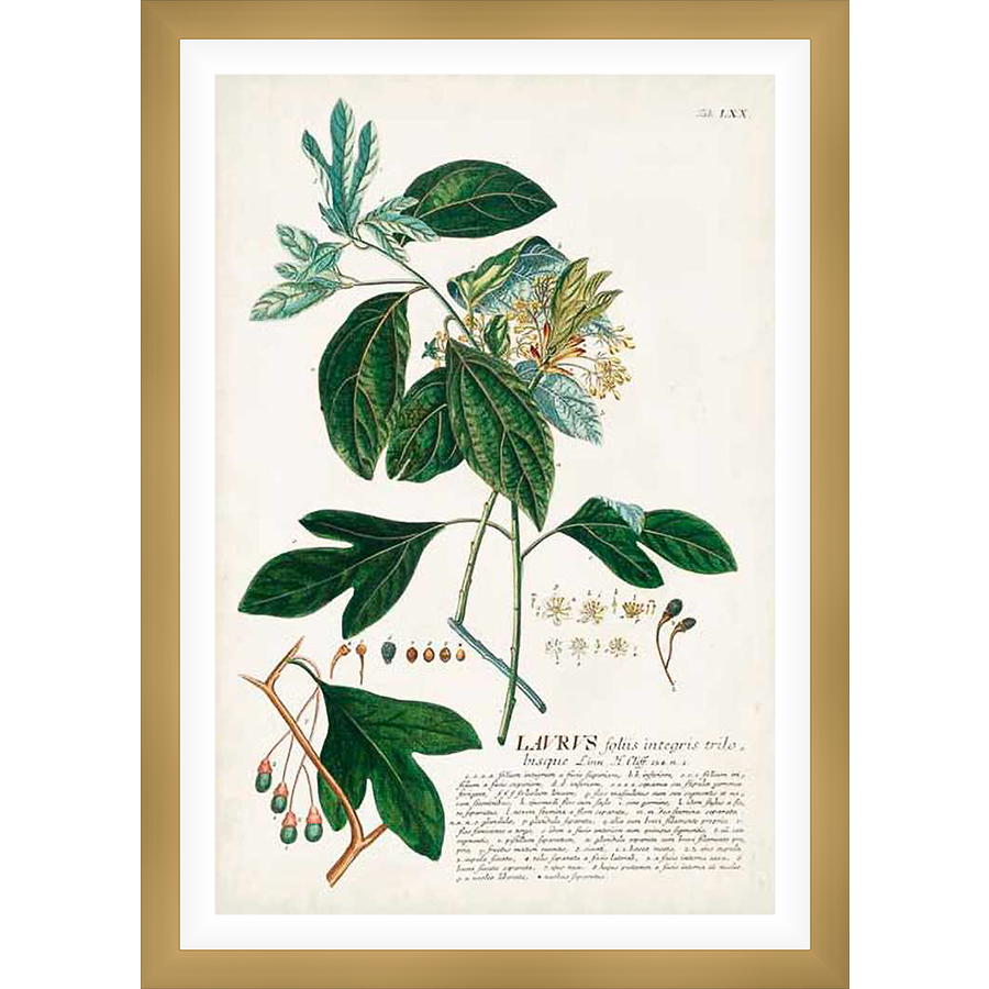 A botanical illustration of a plant, showcasing its leaves, stems, and budding flowers. The detailed artwork provides a glimpse into the scientific illustration techniques of the past, with intricate lines and shading used to depict the plant's features.