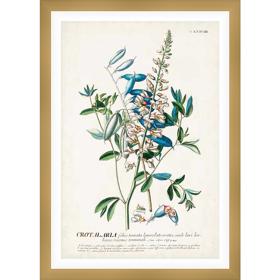 A botanical illustration of a flowering plant showcases delicate white blossoms, vibrant green foliage, and striking blue accents. This artwork, inspired by vintage botanical prints, adds a touch of natural beauty to any space.