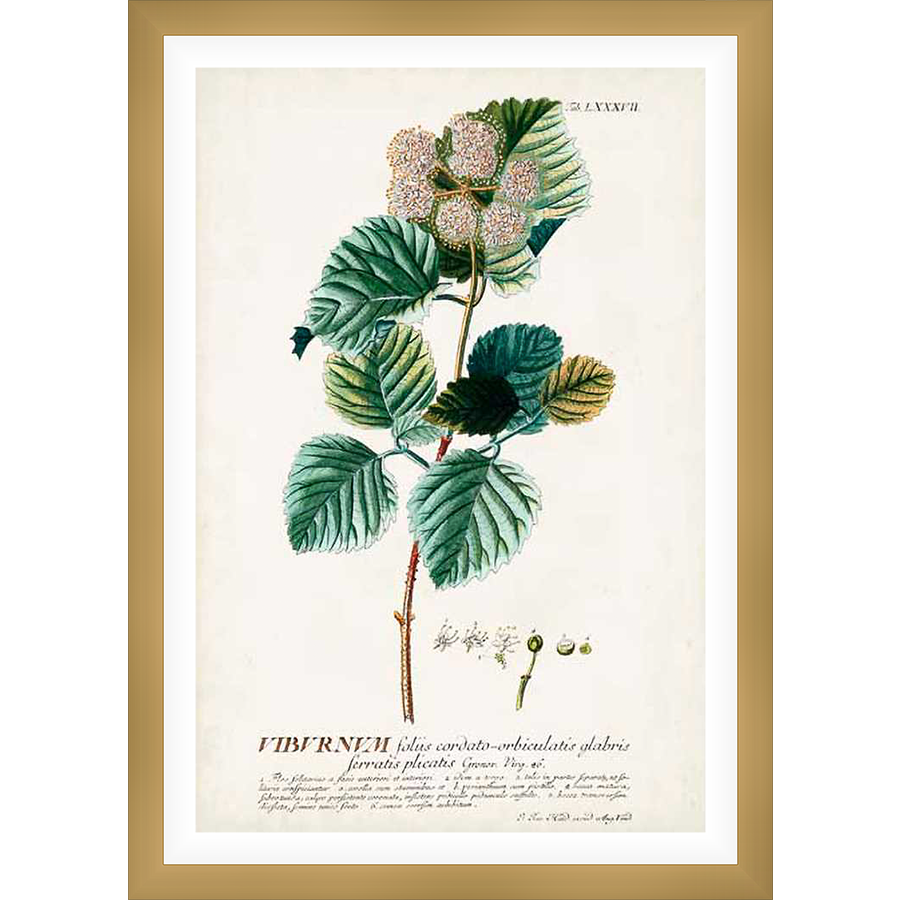 An elegant botanical illustration showcases a detailed depiction of a flowering plant, complete with leaves, stems, and delicate blossoms. The artwork is rendered with a scientific precision and artistic flair, celebrating the beauty of nature.