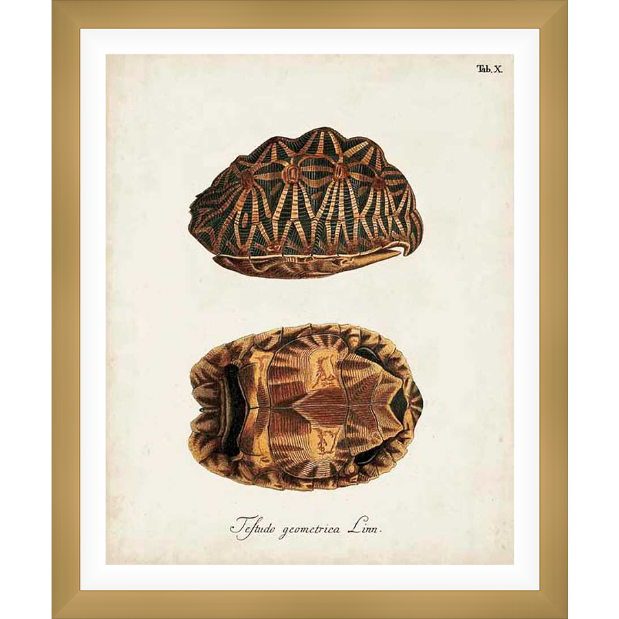 This vintage-style print showcases an exquisite botanical illustration of a tortoise shell, featuring intricate detailing and a classic aesthetic. The piece captures the delicate beauty of the natural world, making it a charming addition to any space.