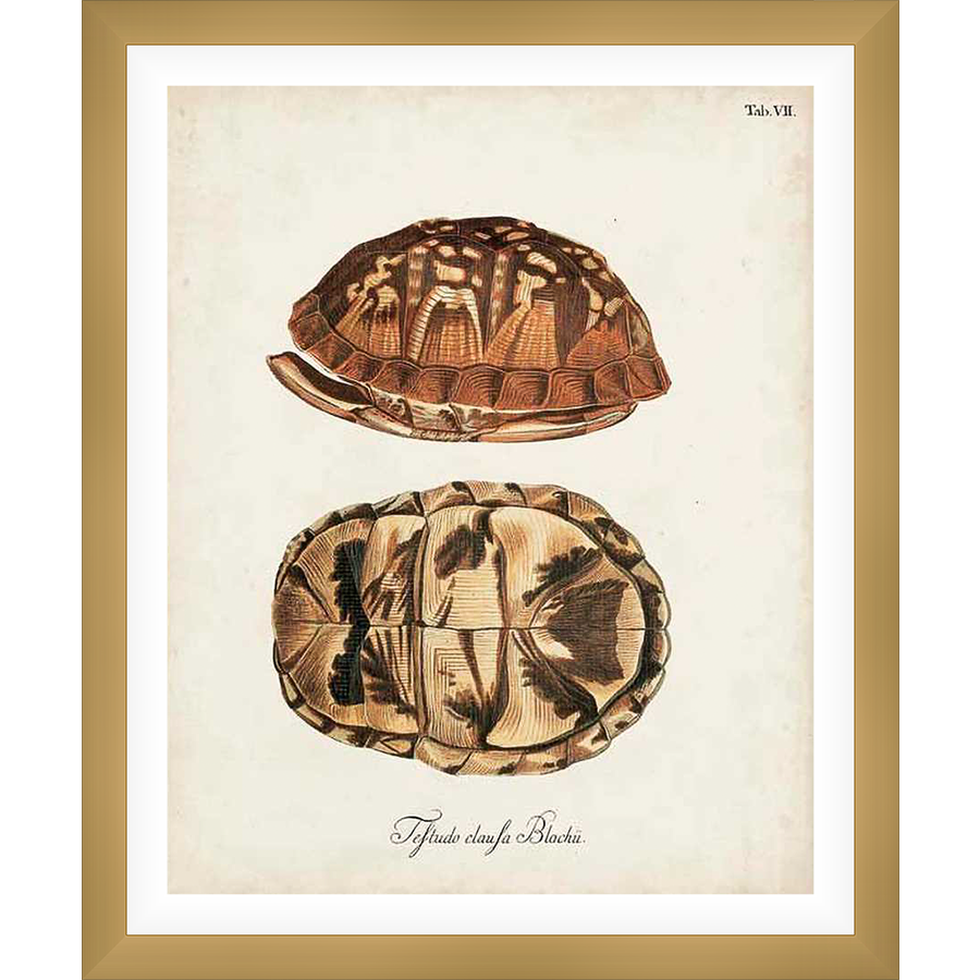 A vintage scientific illustration showcasing the intricate details of two turtle shells, ideal for nature enthusiasts and those seeking a touch of antique charm. This artwork beautifully merges art and science.