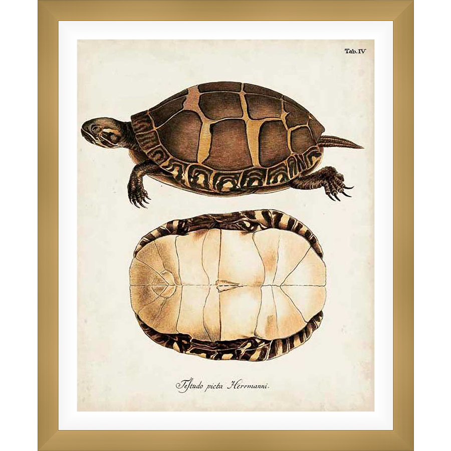 This vintage-style botanical print showcases a detailed illustration of a Hermann's tortoise, offering both a top and bottom view. The delicate rendering of the shell and anatomy is printed on a subtly aged, textured background, providing a timeless appeal for any art enthusiast or nature lover.