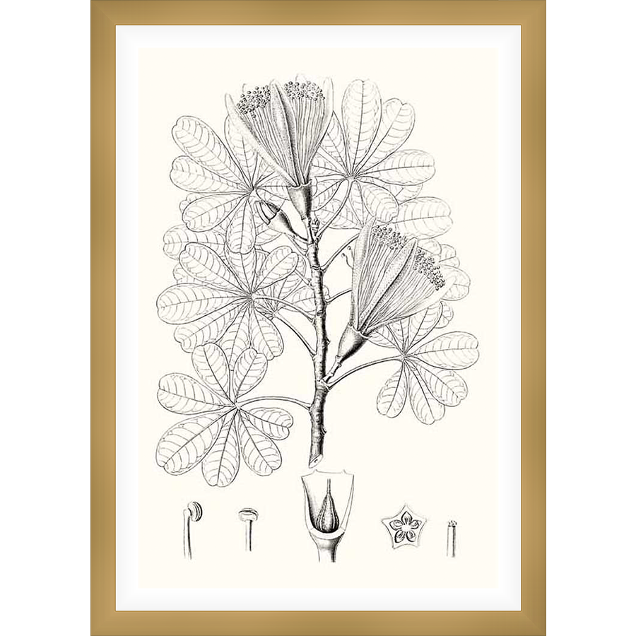 A detailed botanical illustration depicts a stylized flowering plant with large, palmate leaves and intricate floral details, rendered in a classic, vintage style. The print evokes a sense of natural history and scientific observation.