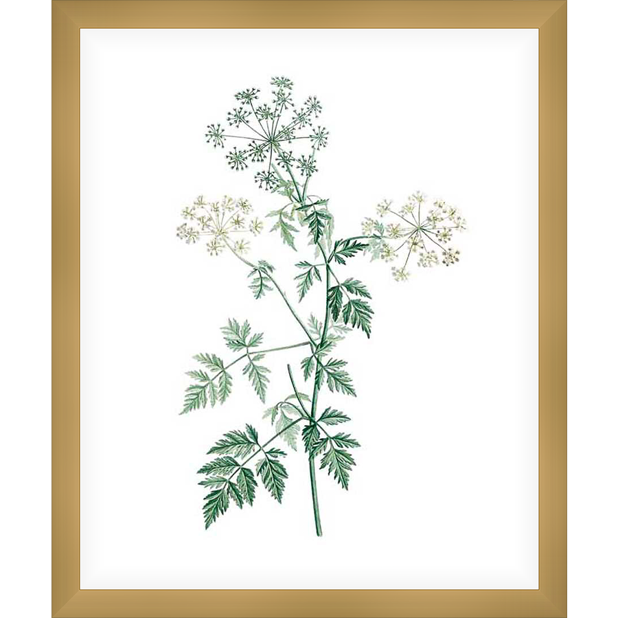 A botanical illustration showcases a delicate plant with intricate, feathery leaves and clusters of tiny, creamy white flowers. The artwork offers a fresh and elegant aesthetic, ideal for infusing natural beauty into any space.