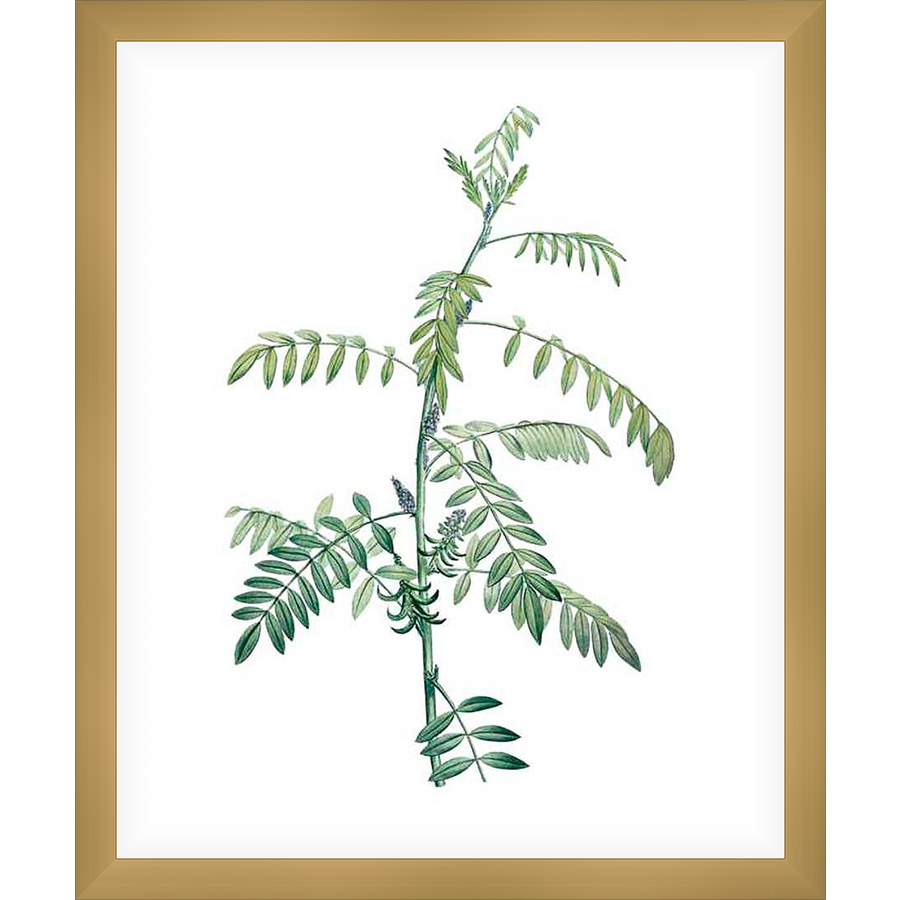 A botanical print featuring a detailed illustration of a plant, capturing its delicate leaves and slender stems. This artwork will add a touch of natural elegance to any space.
