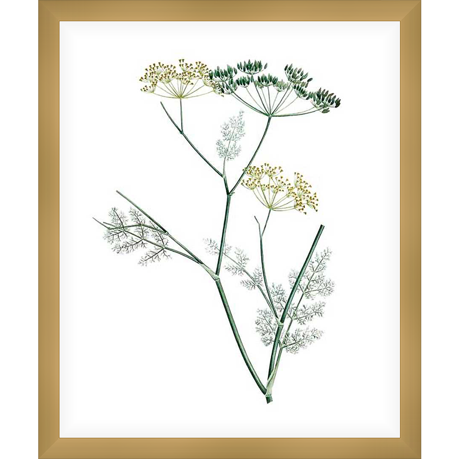 This delicate botanical print showcases the elegant beauty of dill, with its feathery leaves and characteristic seed heads. The artwork is captured in a minimalist style, highlighting the intricate details and natural form of the plant. A serene addition to any space, this print brings a touch of nature's calm indoors.