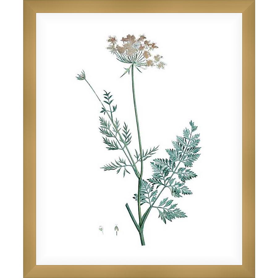 This botanical print showcases a delicate illustration of a flowering plant, capturing the intricacies of its stems, leaves, and blooms. This artwork is perfect for adding a touch of nature to any space.