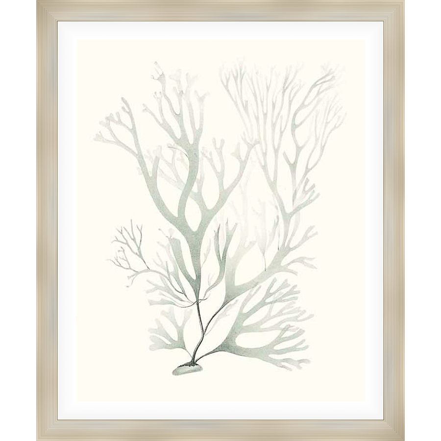 This art print features a delicate botanical illustration of what appears to be a type of sea plant. The artwork's subdued palette and gentle lines create a calming and ethereal aesthetic, making it an ideal addition to any space seeking a touch of natural elegance.