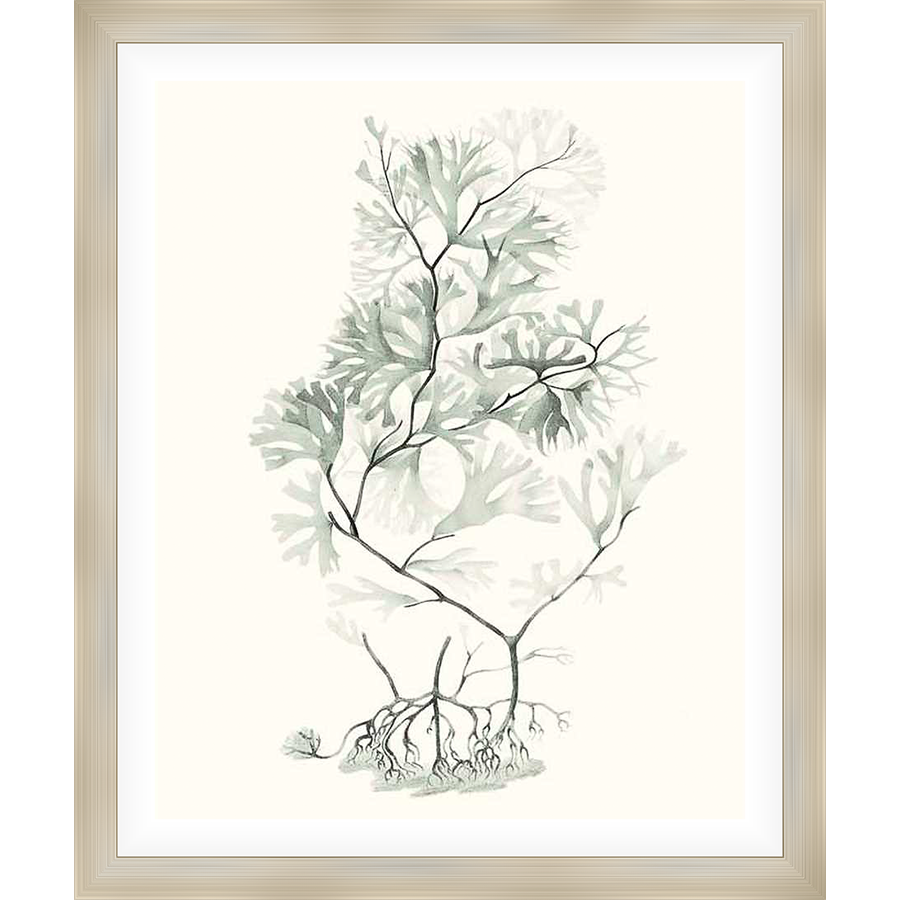 This elegant artwork showcases a delicate botanical print of seaweed, rendered in soft hues. The detailed depiction captures the intricate forms of the plant's branches and roots, evoking a sense of natural beauty and tranquility.