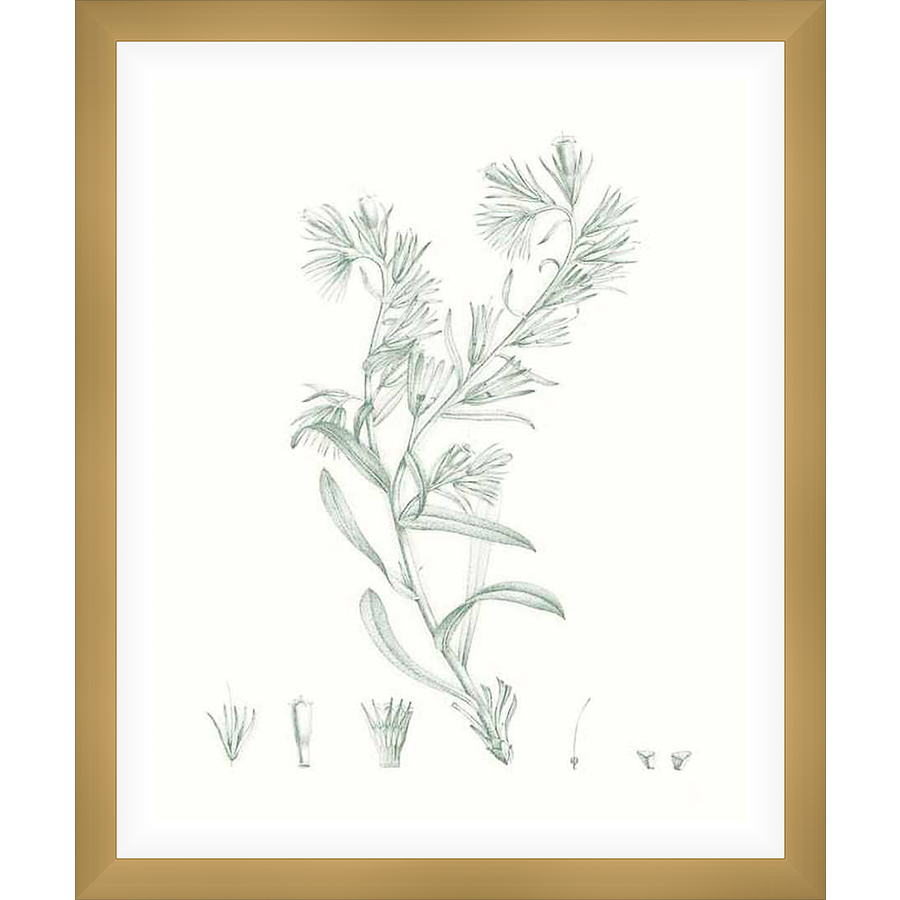This botanical art print features a detailed illustration of a plant with delicate leaves and blooms, perfect for adding a touch of natural elegance to any space. The artwork is a refined depiction, making it ideal for creating a calming and sophisticated aesthetic.