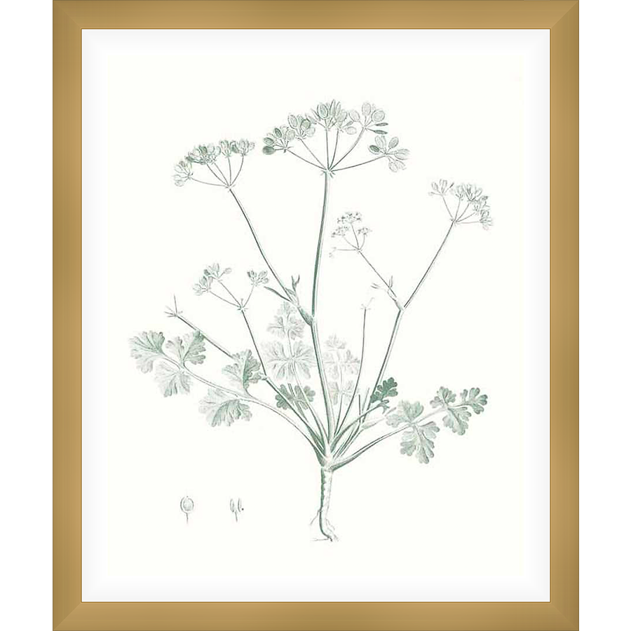 A delicate botanical print showcases a detailed illustration of a plant with branching stems and clusters of delicate flowers. This elegant artwork brings a touch of nature's beauty and a calming aesthetic to any space.