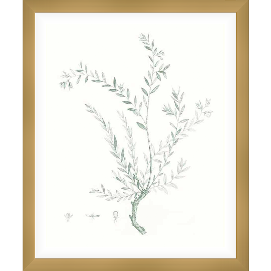 A delicate botanical print features a detailed illustration of a plant with slender stems and soft, elongated leaves. This elegant artwork brings a touch of nature and tranquility to any space.