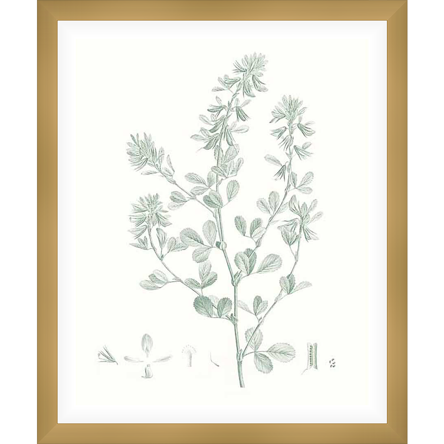 A botanical print of a detailed plant illustration, showcasing a delicate stem with leaves and flowers. This artwork brings a touch of nature's beauty into any space.