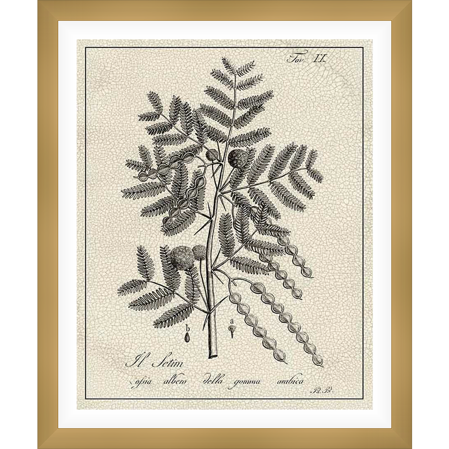 This botanical print showcases a detailed illustration of a flowering plant, meticulously rendered with intricate line work. The artwork includes seed pods and delicate foliage, all presented on a textured background reminiscent of aged paper.