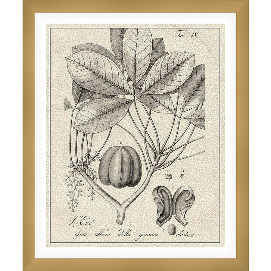 An elegant botanical print showcasing detailed illustrations of a plant's leaves, fruit, and various anatomical parts. This artwork features precise line work and botanical labels, offering a glimpse into scientific illustration.