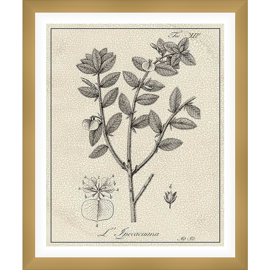 This botanical print features a detailed illustration of a plant, showcasing its leaves, stems, and flower details in a classic vintage style. Perfect for adding a touch of nature and sophistication to any space.