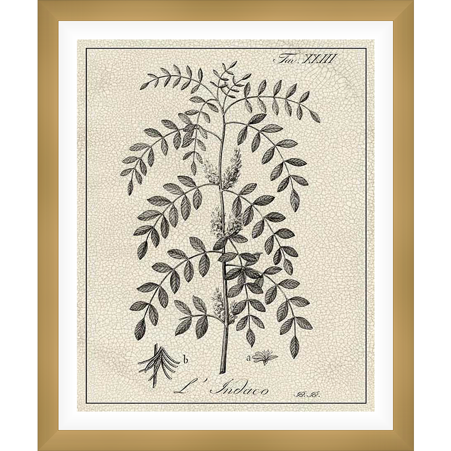 This botanical art print features a detailed illustration of L'Indaco, showcasing the plant's leaves and flowers in a vintage style. Perfect for adding a touch of natural elegance to any room, this artwork captures the beauty of nature with a classic aesthetic.