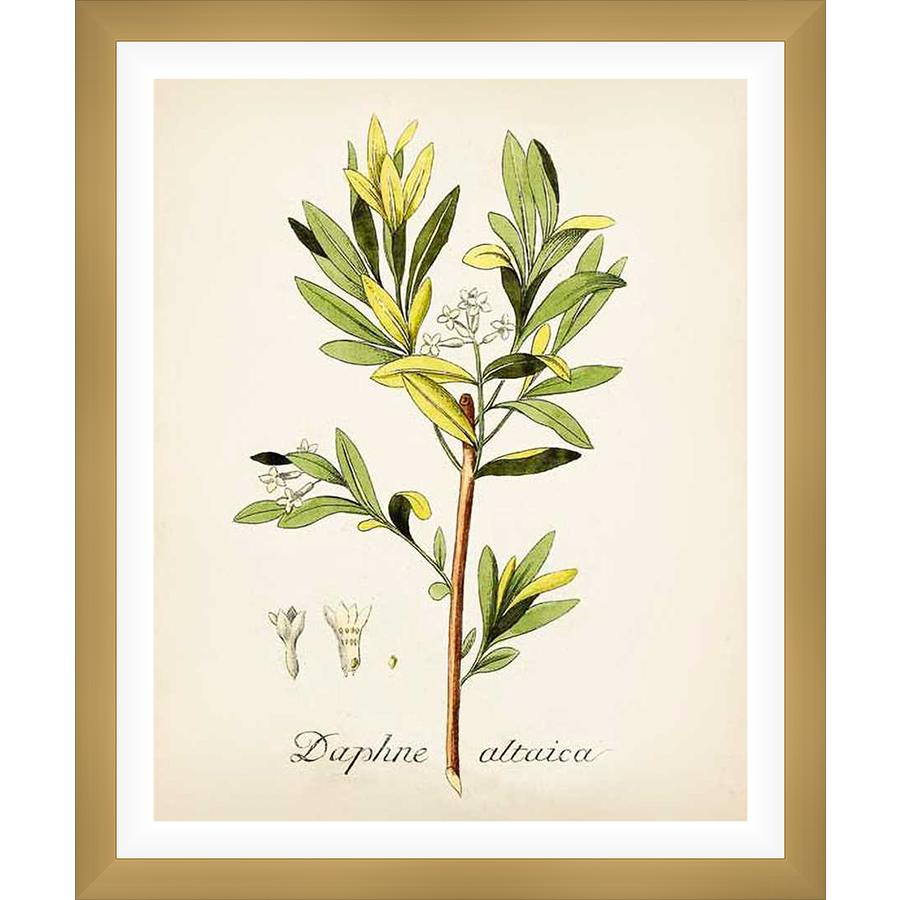 This botanical print features a detailed illustration of the Daphne altaica plant, showcasing its leaves, flowers, and stem with exquisite detail and a vintage aesthetic. Perfect for adding a touch of natural elegance to any space.