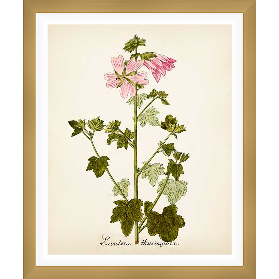 A botanical illustration showcases Lavatera thurinigica, a delicate flowering plant, elegantly depicted in a classic style with detailed leaves and vibrant pink blossoms.