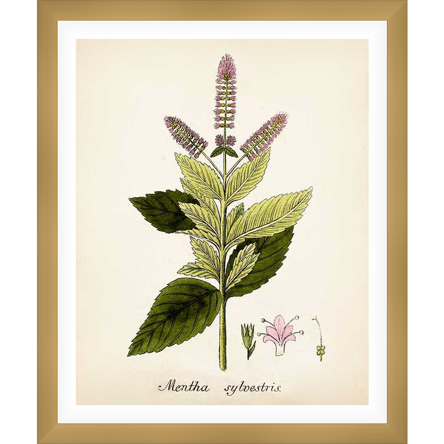 A vintage botanical illustration showcases a detailed depiction of a *Mentha sylvestris* plant, also known as wild mint, rendered with precise linework and delicate watercolor washes. This art print is a charming addition to any botanical art collection, evoking a sense of timeless elegance and natural beauty.