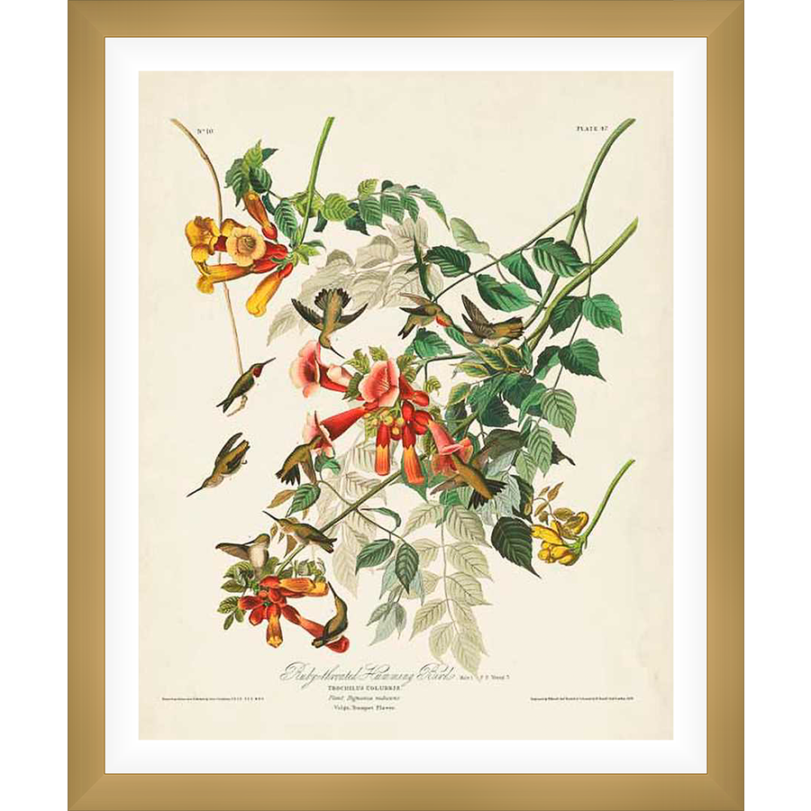 A stunning botanical illustration showcases a vibrant scene of hummingbirds flitting around flowering vines. The artwork captures the delicate balance of nature with its detailed depiction of the birds, flowers, and foliage. This piece is perfect for adding a touch of elegance and natural beauty to any space.