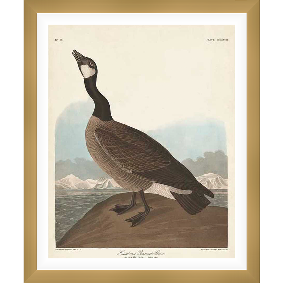 A detailed ornithological illustration presents a stately goose standing on a rock formation. The avian subject is rendered with meticulous detail, showcasing its plumage and posture against a backdrop of a serene landscape.